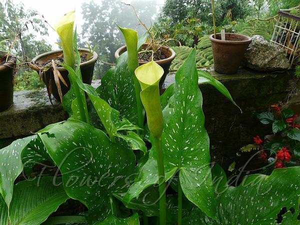 Spotted Calla Lily